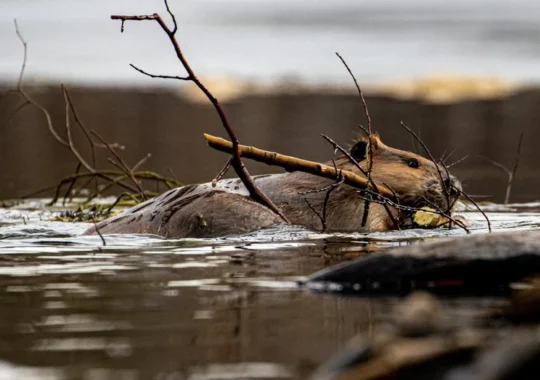 Kernow Conservation Beaver Project